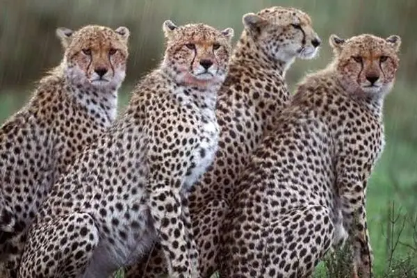 شکار نفس‌گیر یک شاخ‌چنگی توسط ائتلاف یوزها