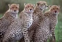 شکار نفس‌گیر یک شاخ‌چنگی توسط ائتلاف یوزها