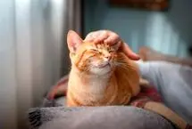داشتن گربه می‌تواند ریسک حمله قلبی و سکته را کاهش دهد