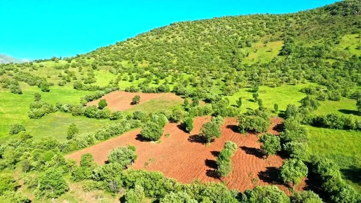 خرید و فروش اراضی جنگلی و ملی ممنوع است