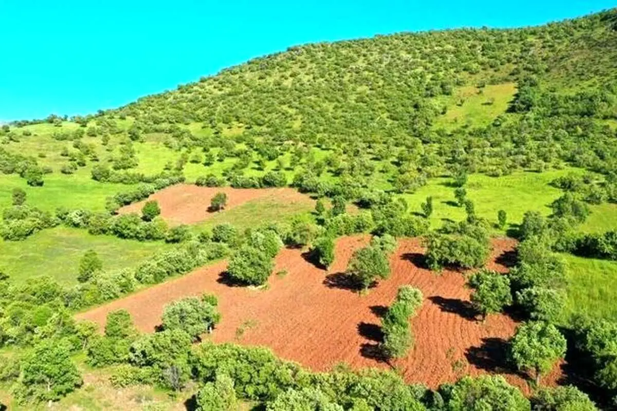 خرید و فروش اراضی جنگلی و ملی ممنوع است