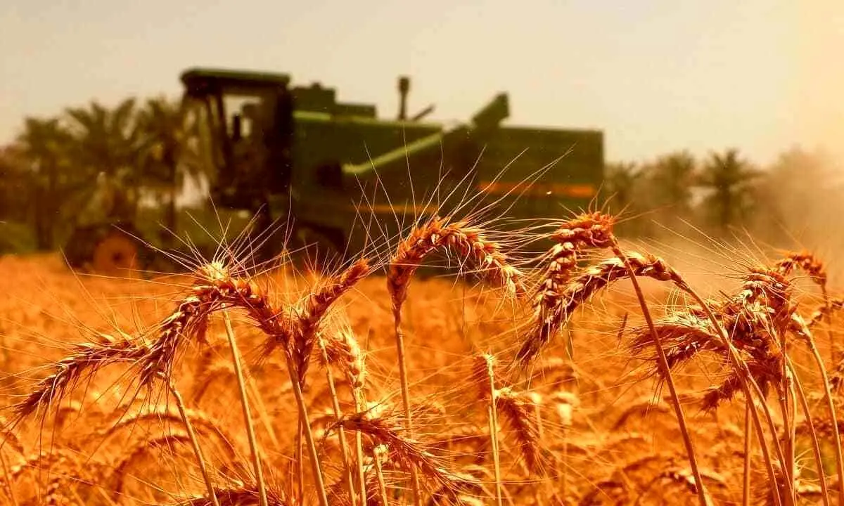 خبر مهم وزیر برای گندمکاران/ قیمت گندم تغییر می‌کند؟