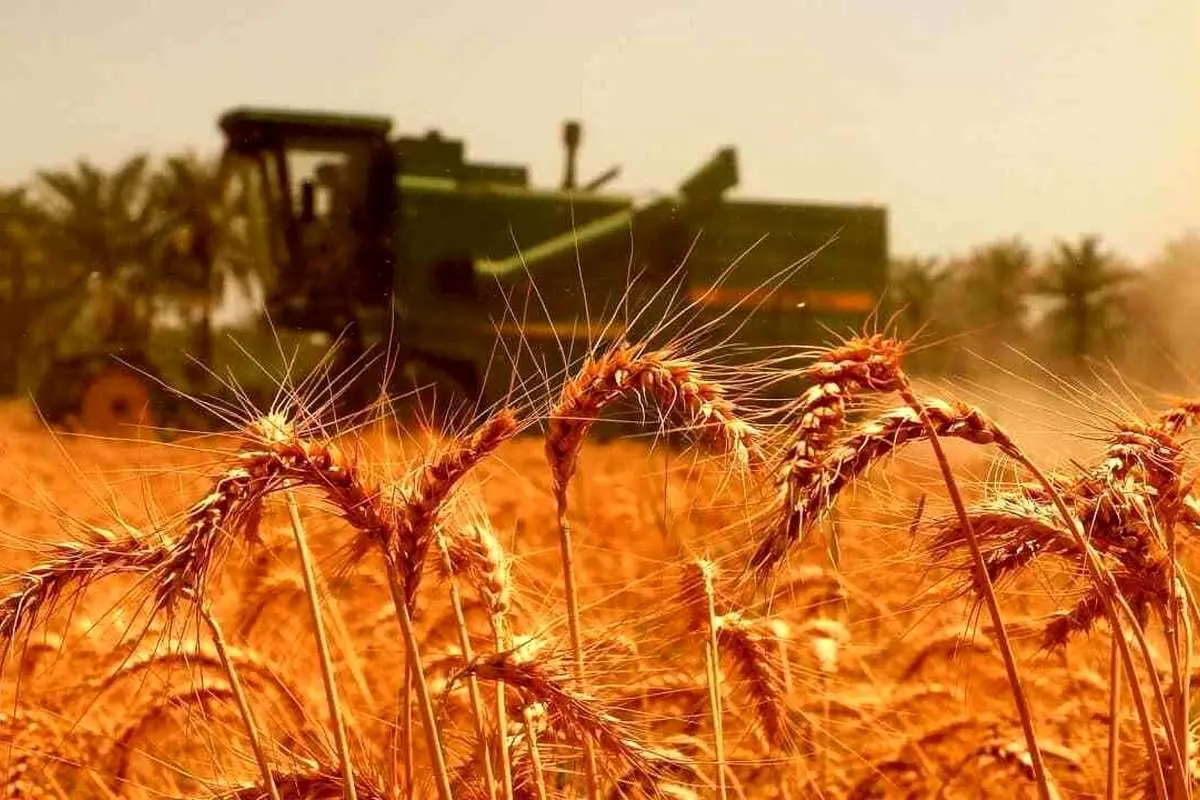 خبر مهم وزیر برای گندمکاران/ قیمت گندم تغییر میکند؟
