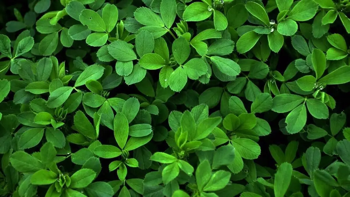 کاهش کلسترول خون با مصرف یک داروی گیاهی