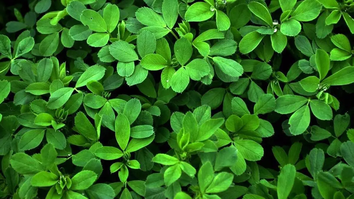 کاهش کلسترول خون با مصرف یک داروی گیاهی