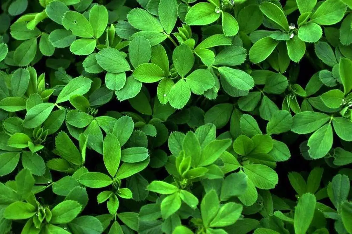 کاهش کلسترول خون با مصرف یک داروی گیاهی
