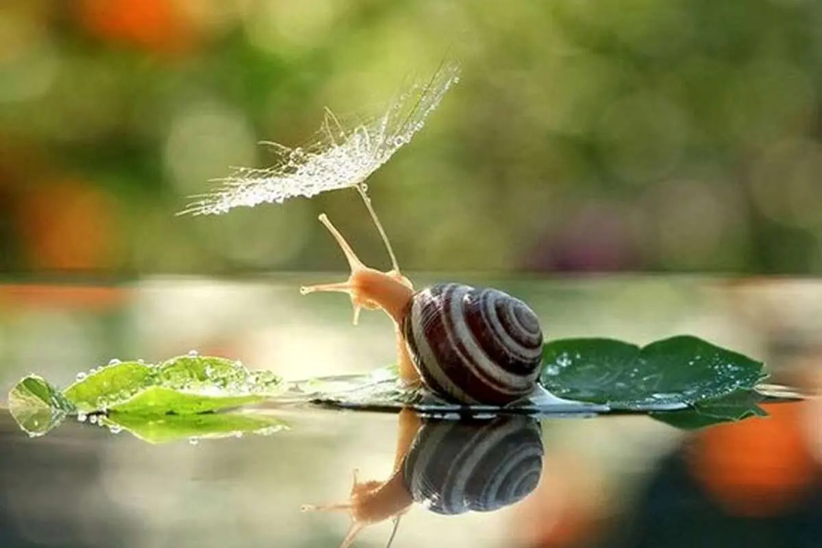 تفال به حافظ سه شنبه ۲۶ فروردین ۱۴۰۴؛ خسروا گوی فلک در خم چوگان تو باد....