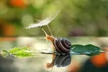تفال به حافظ سه شنبه ۲۶ فروردین ۱۴۰۴؛ خسروا گوی فلک در خم چوگان تو باد....