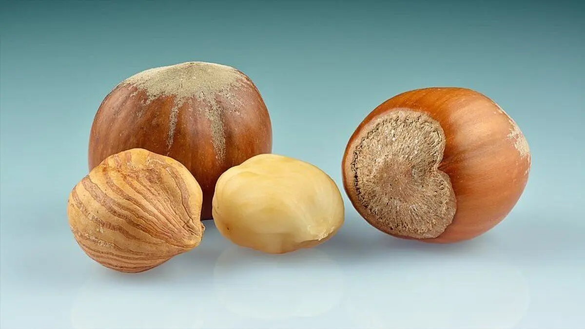 این مغز یک نوع مولتی‌ویتامین محسوب می‌شود