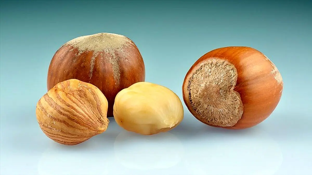 این مغز یک نوع مولتی‌ویتامین محسوب می‌شود