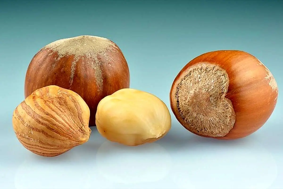 این مغز یک نوع مولتیویتامین محسوب میشود