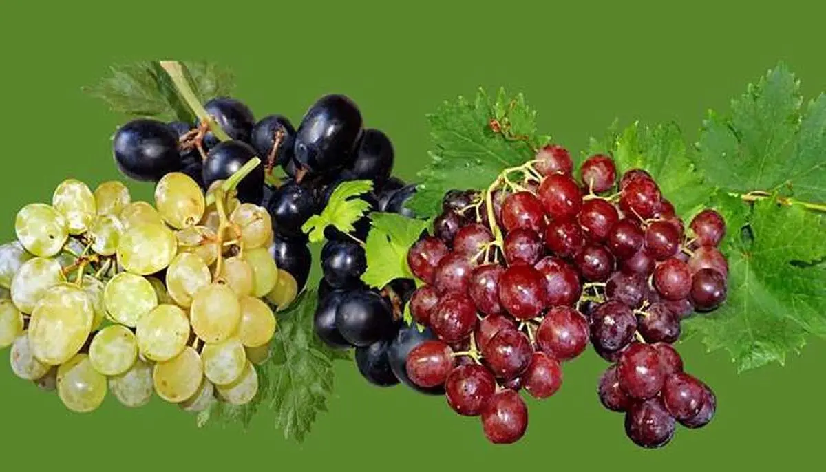 خواص بی‌نظیر مصرف انگور