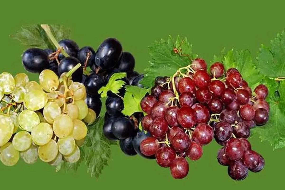 خواص بی‌نظیر مصرف انگور