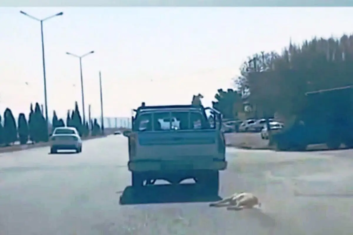 ببینید؛ حیوان آزاری در سمنان؛ کشیدن یک قلاده سگ با وانت