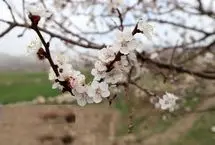 تصاویر؛ بهاری‌ترین لحظات در اهر؛ شکوفه‌بارانِ بهشت ارسباران