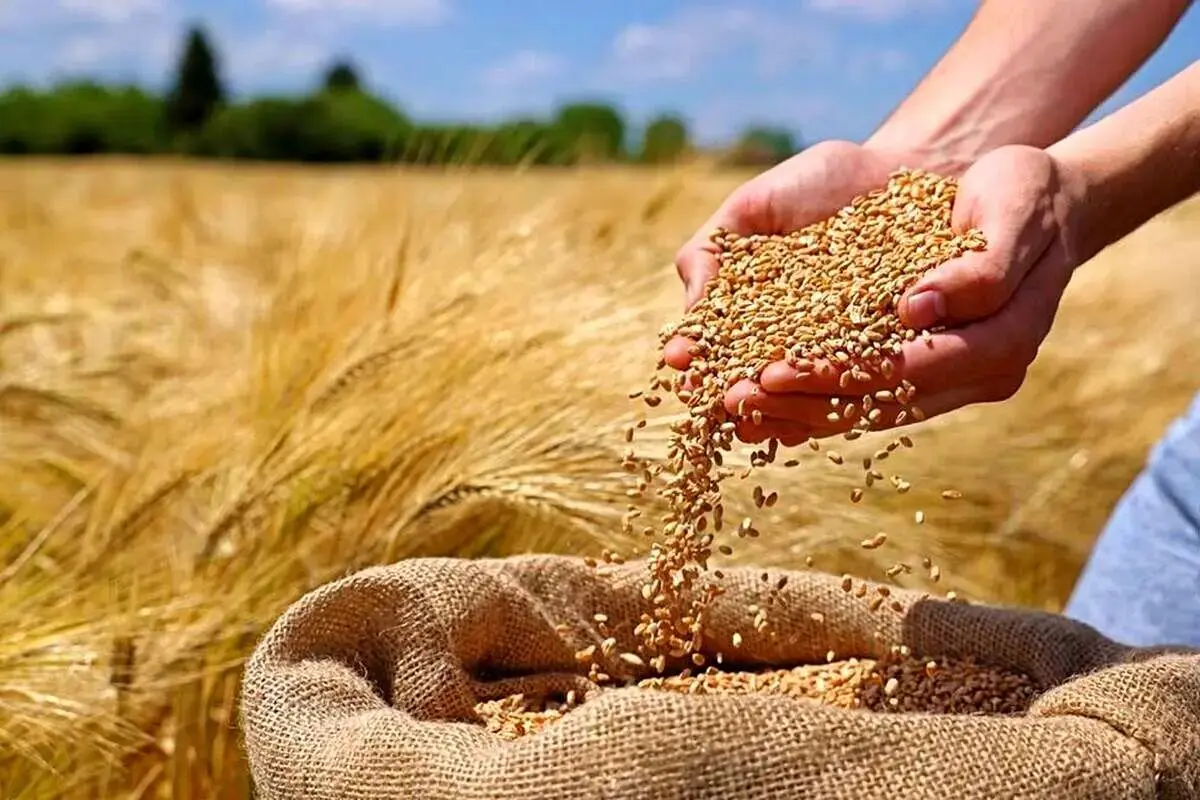 خبر جدید برای گندمکاران؛ قیمت جدید گندم اعلام شد