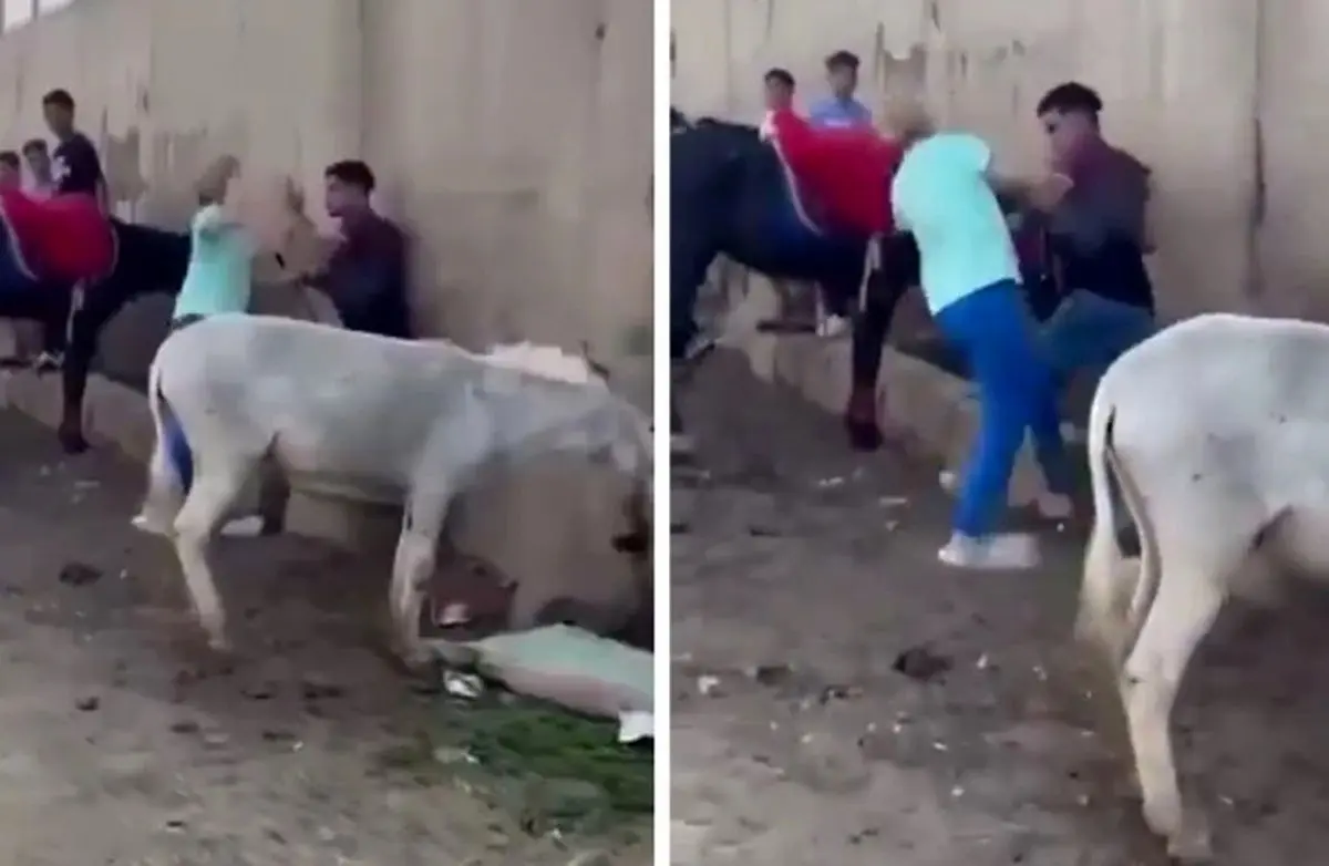 ببینید؛ وقتی یک الاغ عامل درگیری بین‌المللی شد!