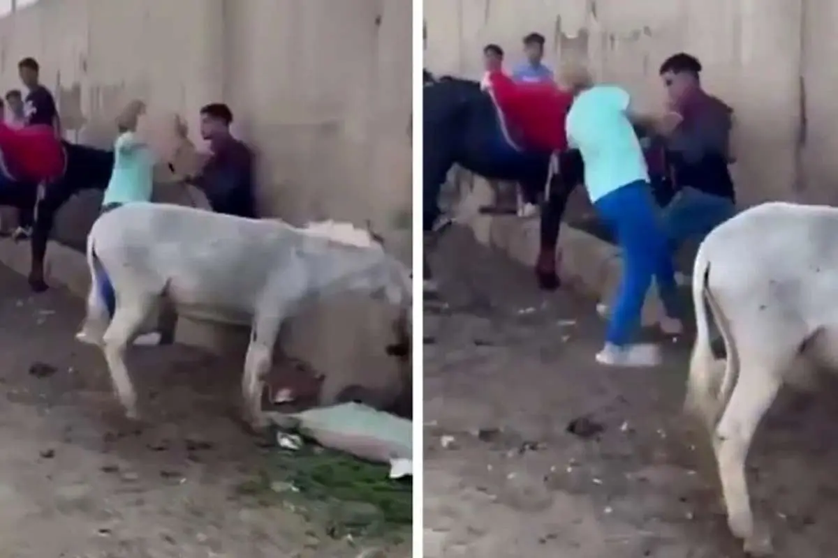 ببینید؛ وقتی یک الاغ عامل درگیری بینالمللی شد!