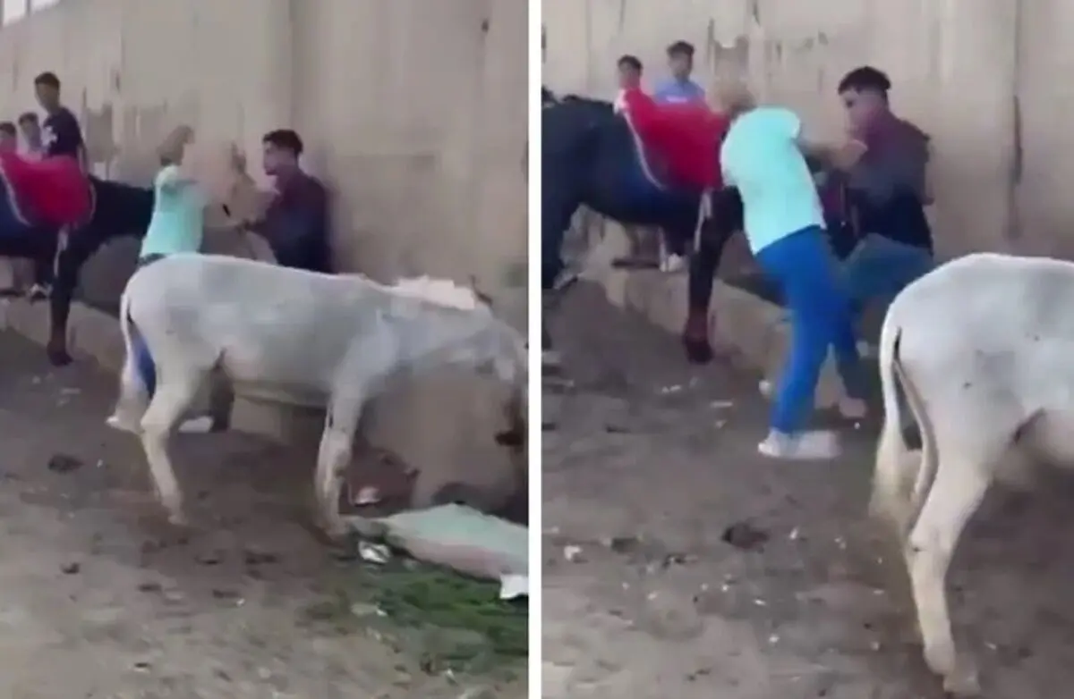 ببینید؛ وقتی یک الاغ عامل درگیری بین‌المللی شد!