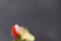 بهترین رژیم غذایی برای دوره سالمندی