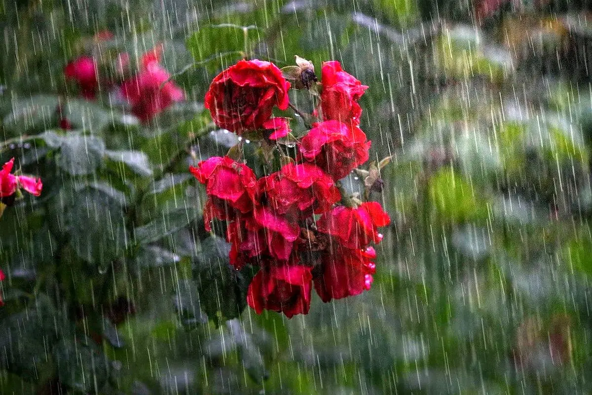 تفال به حافظ یکشنبه ۲۴ فروردین ۱۴۰۴؛ عکس روی تو چو در آینه جام افتاد....