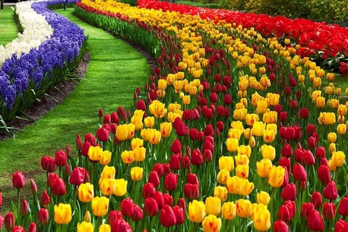 تفال به حافظ جمعه ۲۹ فروردین ۱۴۰۴؛ لب گیری و رخ بوسی، مینوشی و گل بویی....