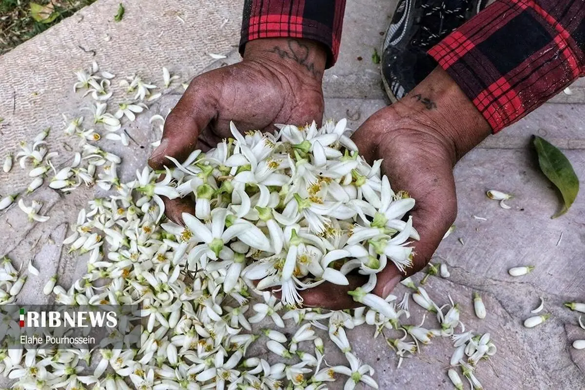 تصاویر؛ شیراز، سرشار از عطر شکوفه‌های بهار نارنج
