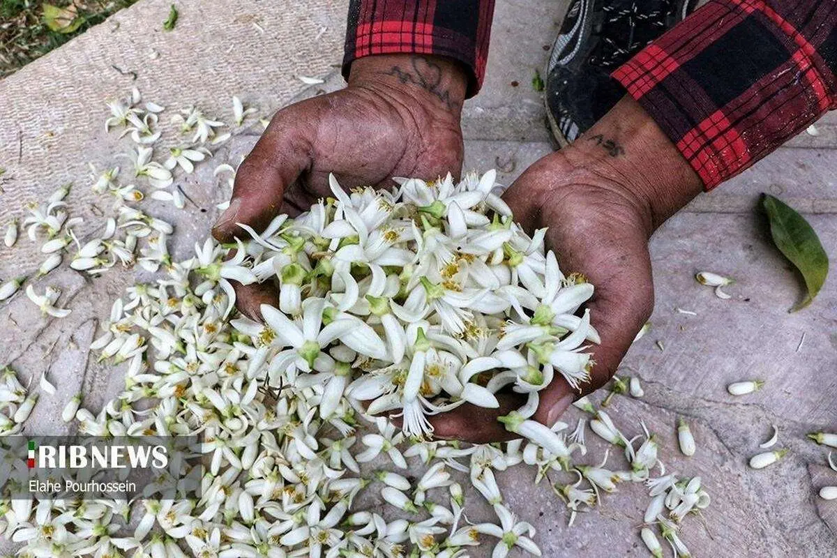 تصاویر؛ شیراز، سرشار از عطر شکوفههای بهار نارنج