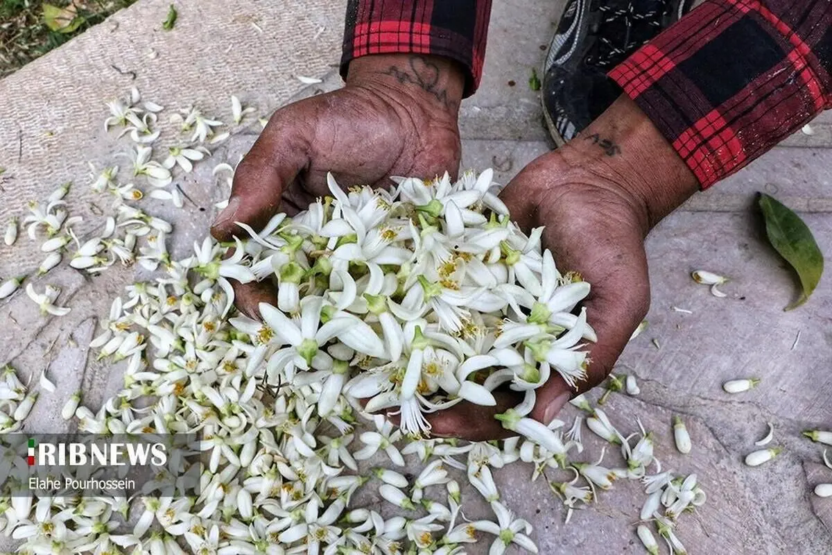 تصاویر؛ شیراز، سرشار از عطر شکوفه‌های بهار نارنج