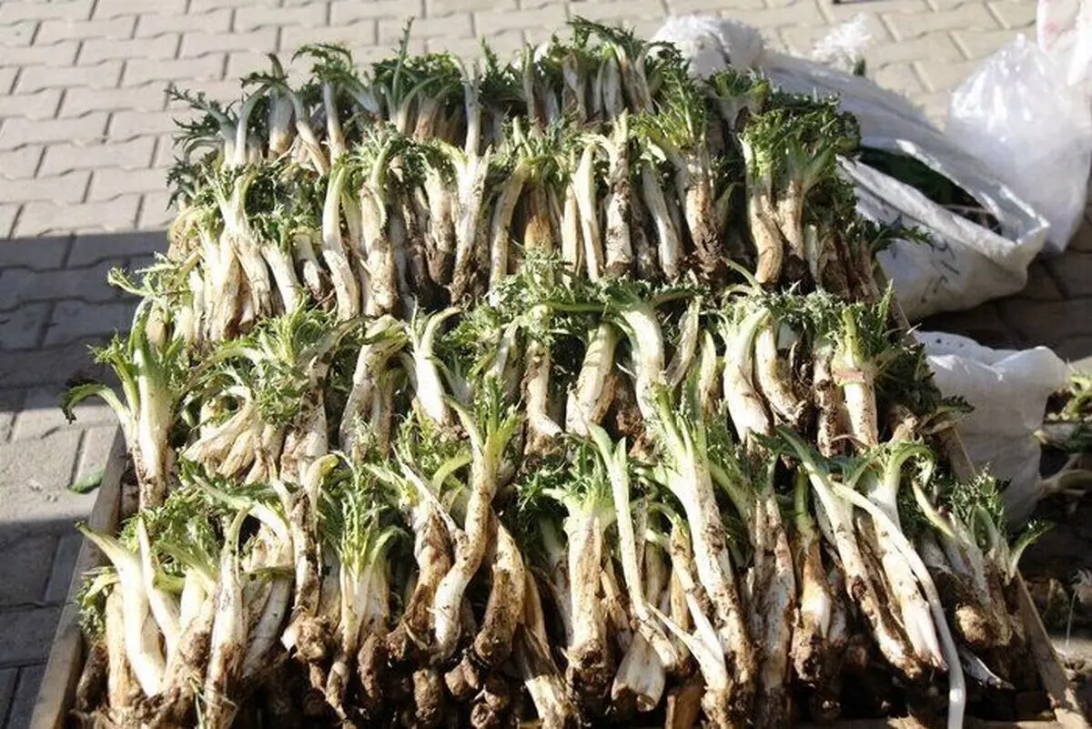 حراج میراث طبیعی زاگرس