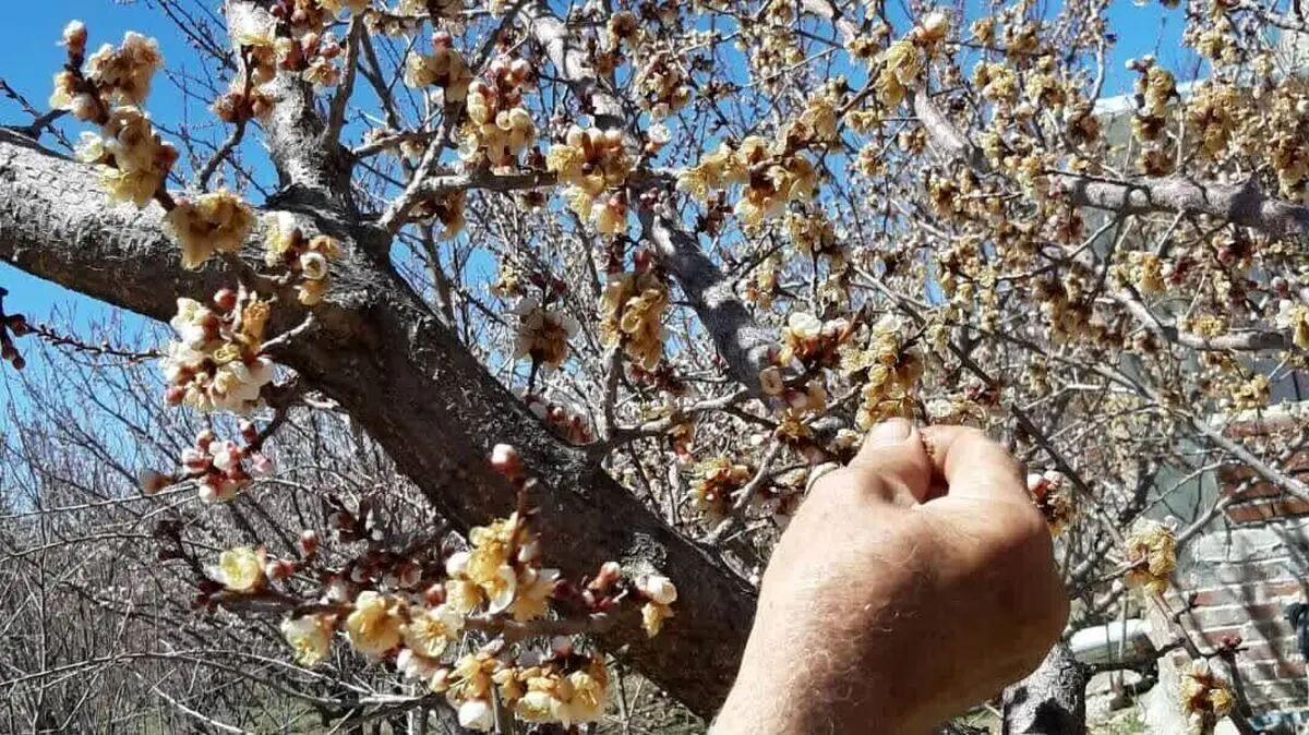 دماوند در شوک سرمای ناگهانی