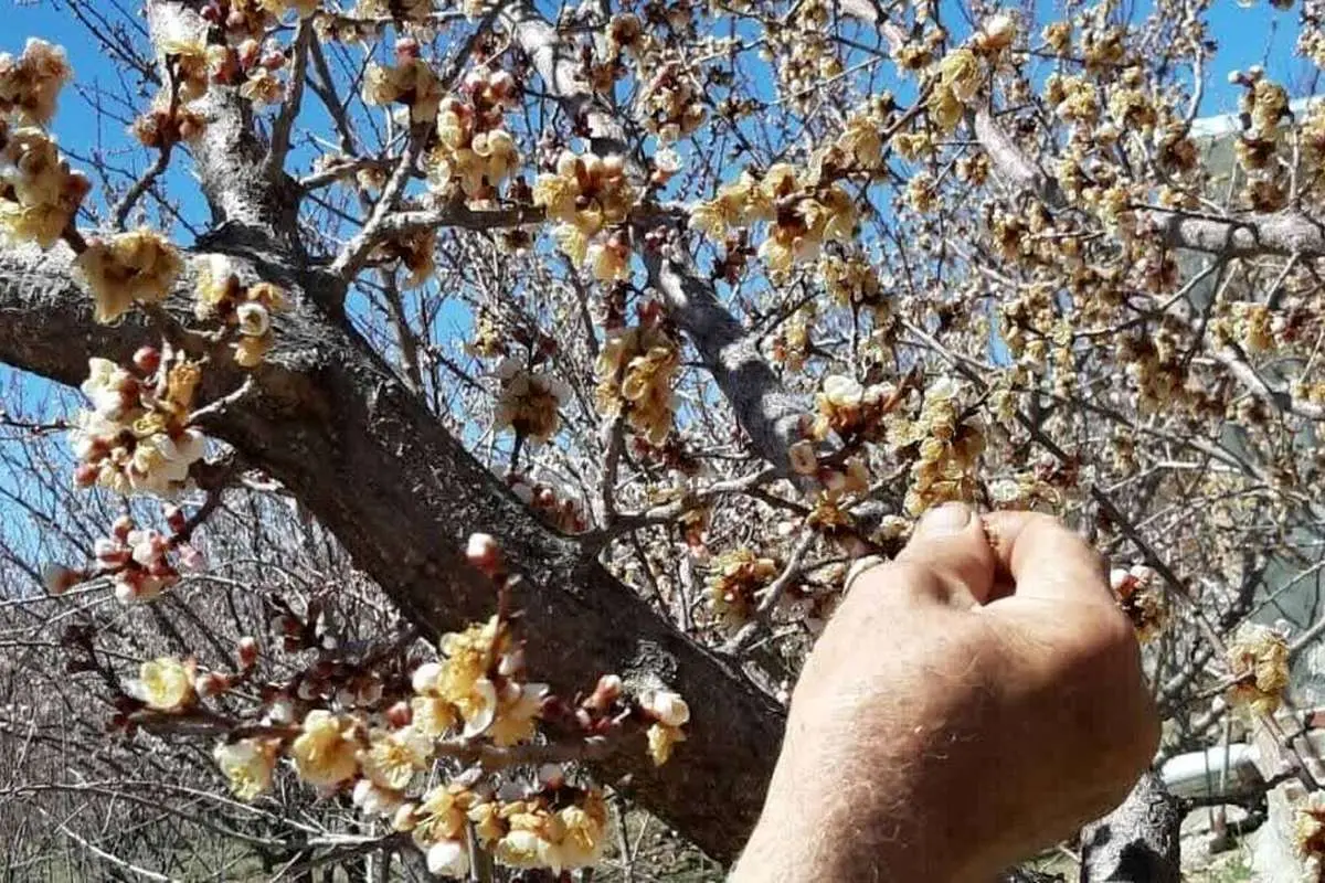 دماوند در شوک سرمای ناگهانی