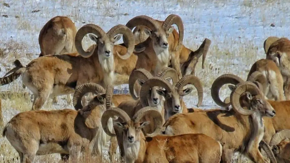 ببینید؛ نجات ۲۴ بز و میش وحشی از گودالی در بستک