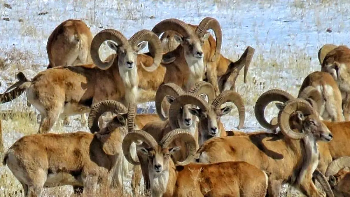 ببینید؛ نجات ۲۴ بز و میش وحشی از گودالی در بستک
