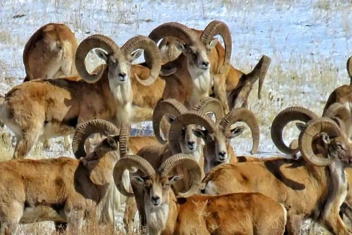 ببینید؛ نجات ۲۴ بز و میش وحشی از گودالی در بستک