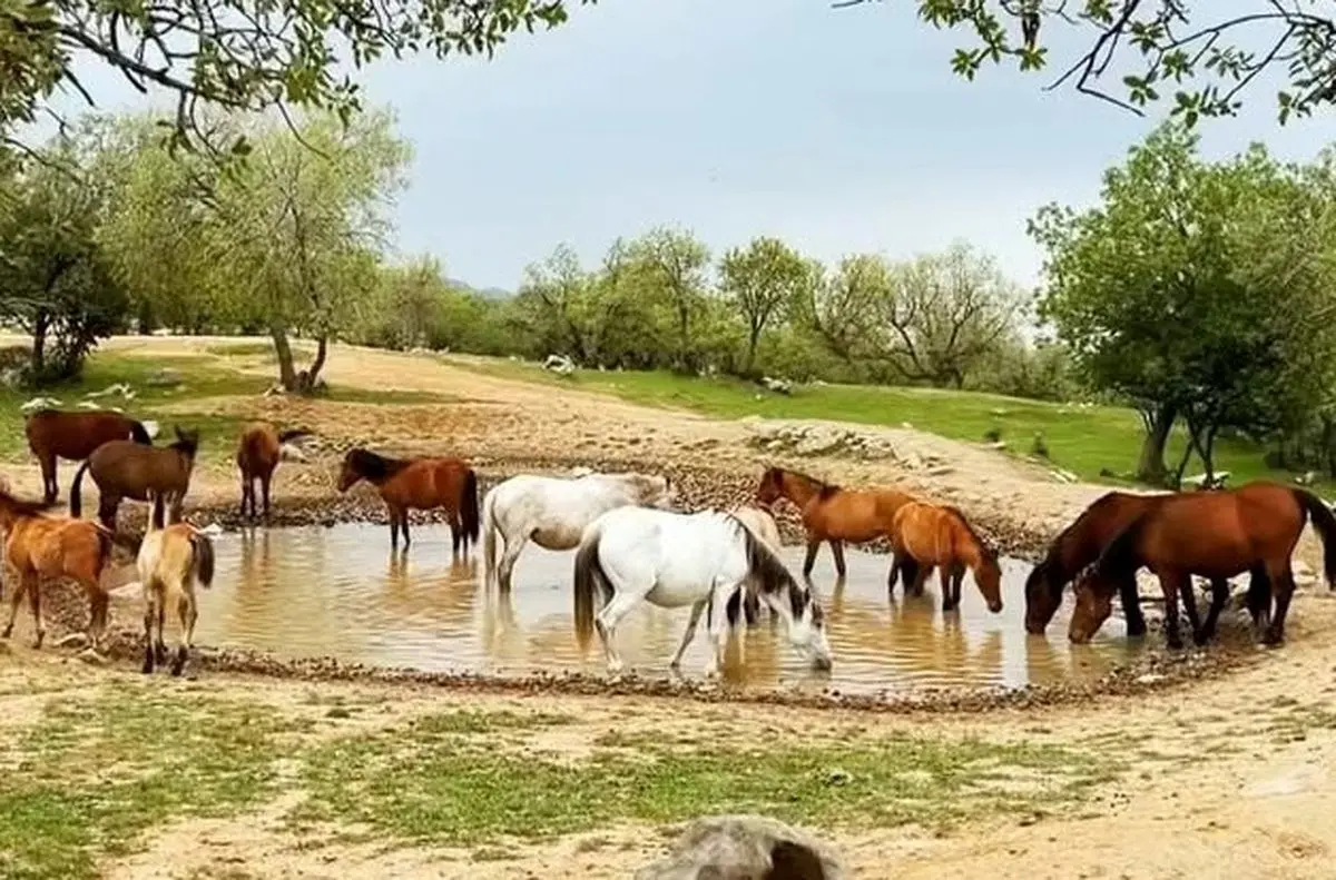 ببینید؛ آب خوردن اسب‌ها در گلزار سبز ایذه