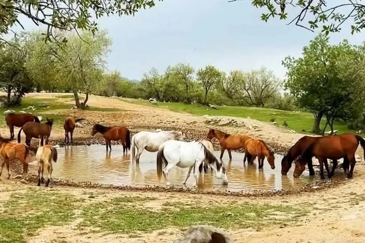 ببینید؛ آب خوردن اسب‌ها در گلزار سبز ایذه
