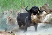 ببینید؛ حمله ناگهانی بوفالو به شیرها پس از رهایی از دام آب