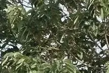 قیمت محصولات ایران‌خودرو امروز چهارشنبه ۳ اردیبهشت ۱۴۰۴/ سقوط ۵۰ میلیونی در یک روز