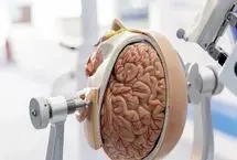 ببینید؛ جراحی مغز با رباتی هم‌اندازه برنج!