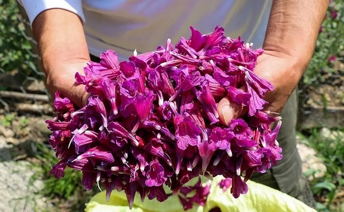 تصاویر؛ برداشت گل گاوزبان در اشکورات