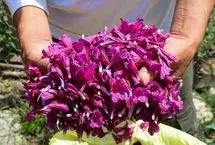 تصاویر؛ برداشت گل گاوزبان در اشکورات