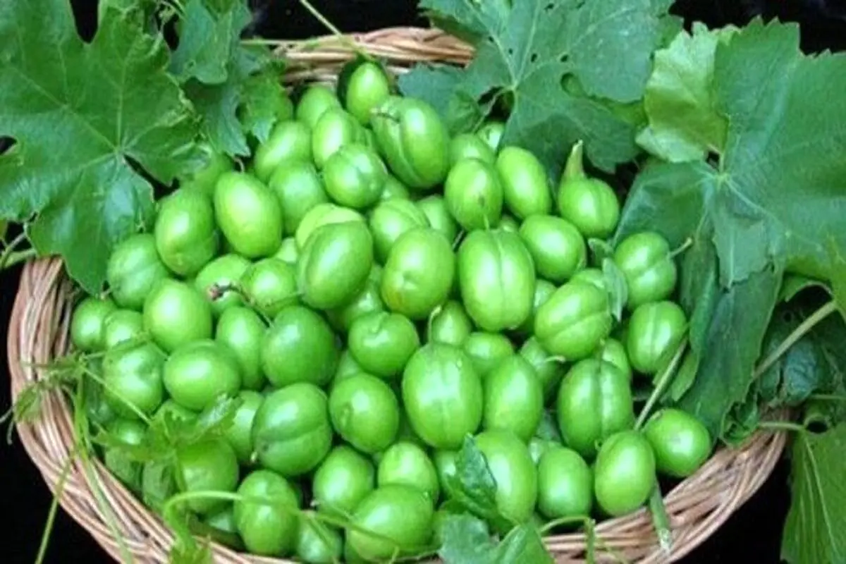 گوجه سبز نوبرانه در میادین میوه و تره‌بار کیلویی چند است؟