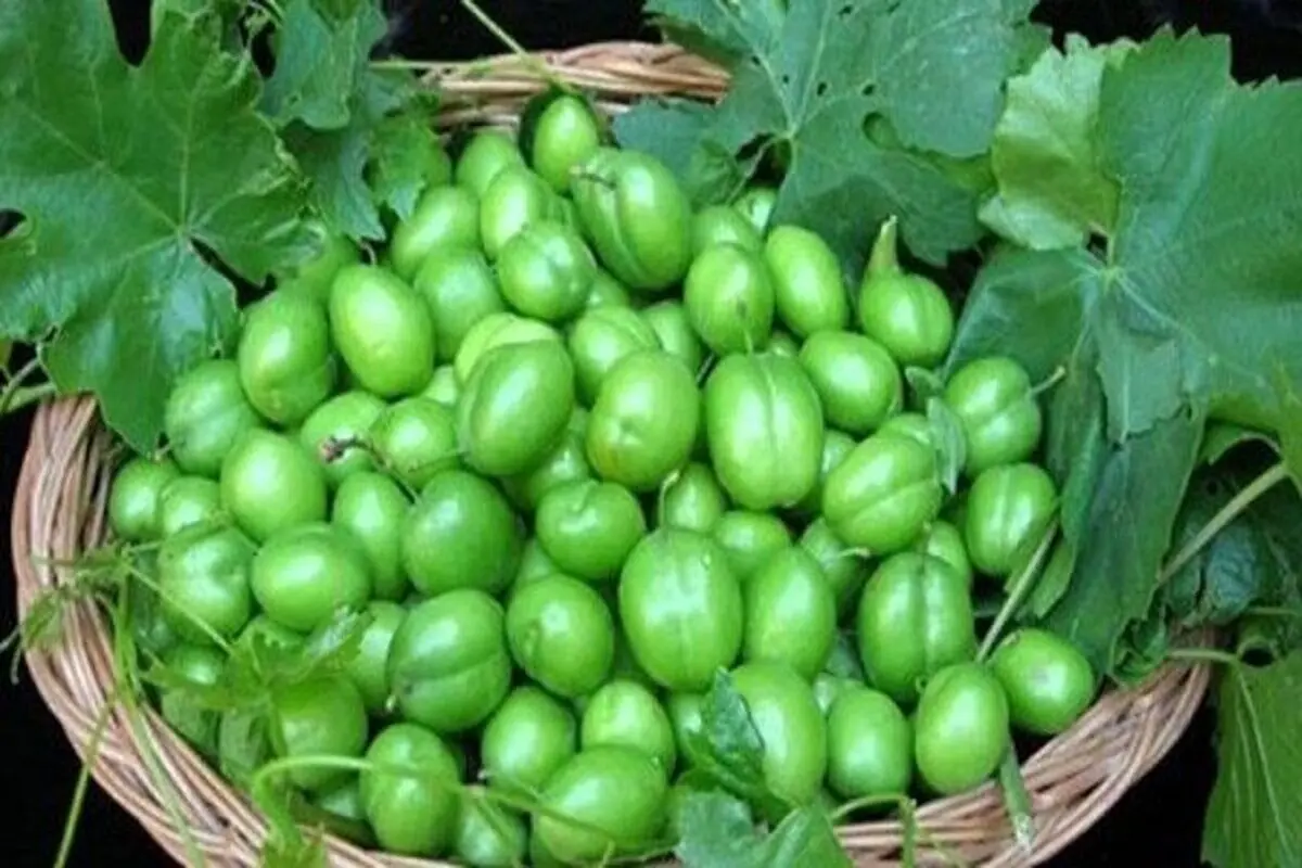 گوجه سبز نوبرانه در میادین میوه و تره‌بار کیلویی چند است؟