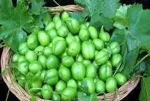 گوجه سبز نوبرانه در میادین میوه و تره‌بار کیلویی چند است؟