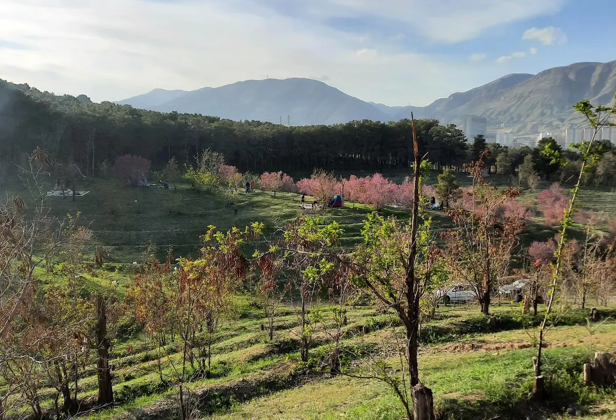 هشدار درباره مرگ خاموش درختان بوستان چیتگر