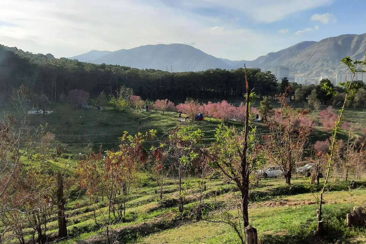 هشدار درباره مرگ خاموش درختان بوستان چیتگر