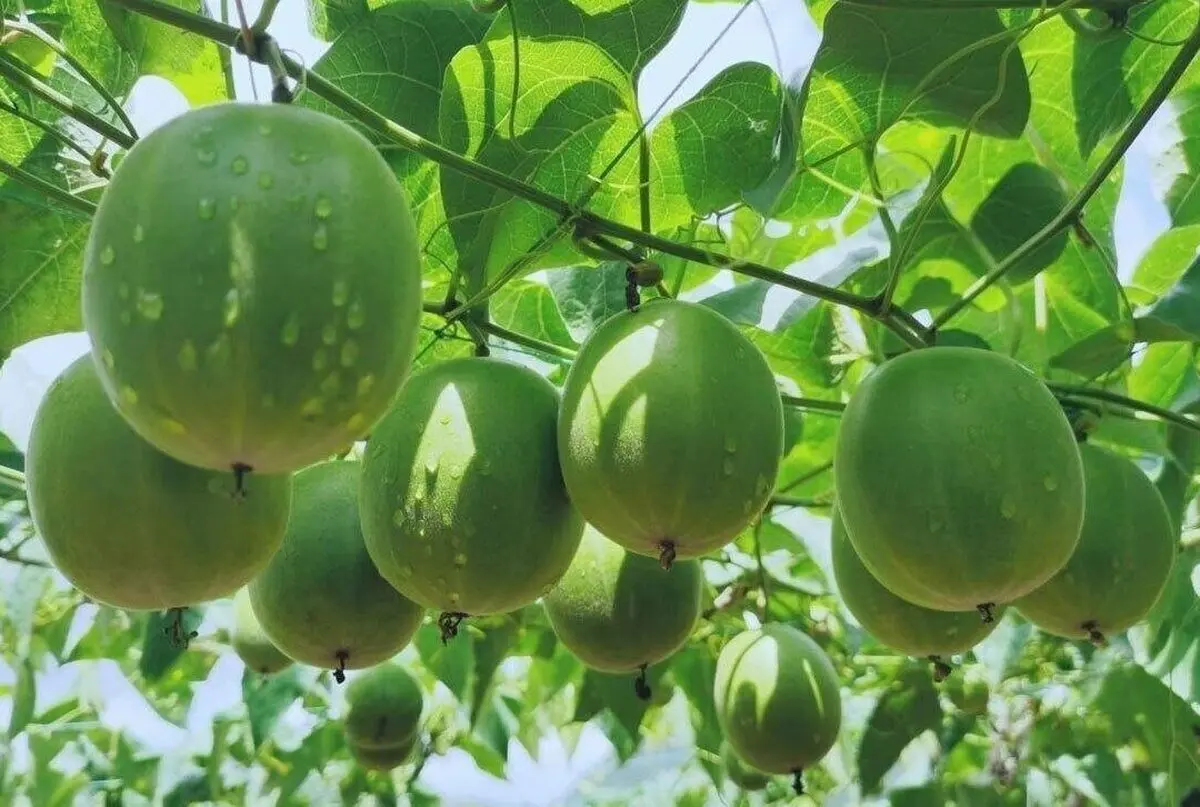 مانک؛ میوه‌ای شگفت‌انگیز که ۳۰۰ برابر از قند شیرین‌تر است!