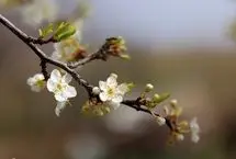 تصاویر؛ طبیعت بهاری ابهر
