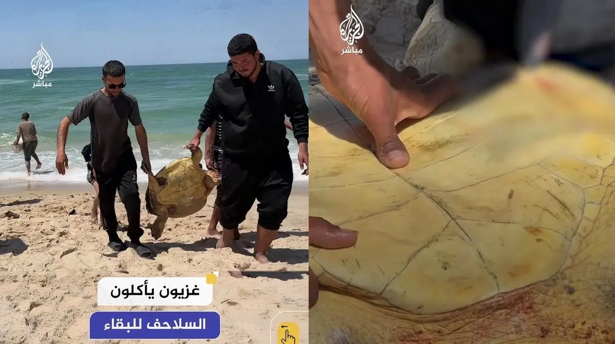 ببینید؛ زندگی در غزه با طعم گوشت لاک‌پشت